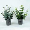 Artificial Plant H:34CM Eucalytus in metal pot GS-6660588
