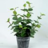 Artificial Plant H:34CM Eucalytus in metal pot GS-6660588