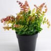 Artificial Plant 22*22*24cm Ferns in plastic pot GS-03318090-R2