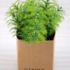 Artificial Plant 15*13*15cm Grass in PaPer wraP Pot GS-03318172