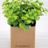 Artificial Plant 15*15*16cm Grass in PaPer wraP Pot GS-03318173