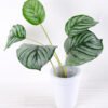 Artificial Plant H:34cm Leaf in Ceramic pot GS-6660683