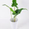 Artificial Plant H:34cm Leaf in Ceramic pot GS-6660685