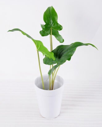 Artificial Plant H:34cm Leaf in Ceramic pot GS-6660685 Potted Flowers&Plants YeahFlower is one of Chinese leading OEM manufacturers and exporters , supplying the silk flowers, wholesale artificial trees Artificial Plant H:34cm Leaf in Ceramic pot GS-6660685