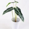 Artificial Plant H:34cm Leaf in Ceramic pot GS-6660686