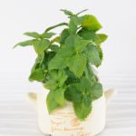 Artificial Plant H:14cm Leaf in Ceramic pot GS-6660687
