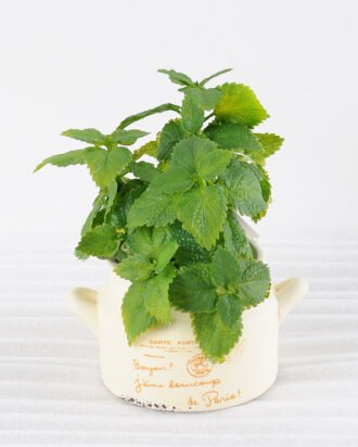 Artificial Plant H:14cm Leaf in Ceramic pot GS-6660687 Potted Flowers&Plants YeahFlower is one of Chinese leading OEM manufacturers and exporters , supplying the silk flowers, wholesale artificial trees Artificial Plant H:14cm Leaf in Ceramic pot GS-6660687