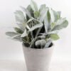 Artificial Plant 25*25*27cm Leaf in cement pot GS-03318020