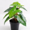 Artificial Plant 24*24*25cm Leaves in plastic pot GS-03318099