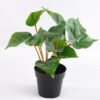Artificial Plant 24*24*29cm Leaves in plastic pot GS-03318100