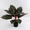 Artificial Plant 40*40*34cm Leaves in plastic pot GS-03318157