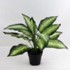 Artificial Plant 40*40*34cm Leaves in plastic pot GS-03318158