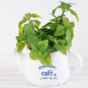 Artificial Plant H:16.5cm Mint in Ceramic pot GS-6660688