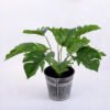 Artificial Plant 30*30*30cm Monstera in Metal pot  GS-66618003