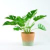 Artificial Plant H:27cm  Monstera in Paper pot GS-6660620