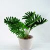 Artificial Plant H:27cm Philodendron in Cement pot GS-6660619