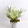 Artificial Plant 36*36*23cm Platycerium in small cement pot GS-03318021