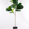 Artificial Tree 105CM FicusTree GF-14518010