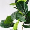 Artificial Tree 105CM FicusTree GF-14518010