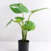 Artificial Tree 48CM MONSTERA TREE GF-25818002