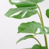 Artificial Tree 48CM MONSTERA TREE GF-25818003
