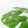 Artificial Tree 48CM MONSTERA TREE GF-25818004