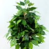 Artificial Tree 53CM Fricus Tree GF18018-230