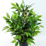 Artificial Tree 53CM Fricus Tree GF18018-340