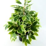 Artificial Tree 55CM Fricus Tree GF18022-230