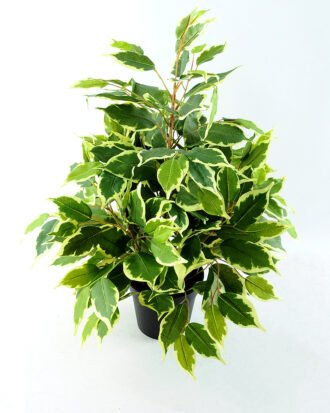Artificial Tree 55CM Fricus Tree GF18022-230