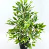Artificial Tree 55CM Fricus Tree GF18022-340 1 Artificial Tree 55CM Fricus Tree GF18022-340