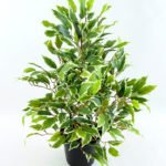 Artificial Tree 55CM Fricus Tree GF18022-340
