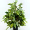 Artificial Tree 57CM Fricus Tree GF18049-230