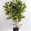 Artificial Tree 80cm Ficus GF18091-455P0P4