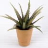 Artificial succulent H:23cm Aloe in paper pot GS-6660681