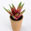 Artificial succulent H:21cm Aloe in paper pot GS-6660682