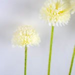 Artificial Flower 19*48cm Ball mum bush*5 GS-41119002CONTI-W1