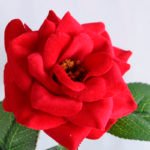 Artificial Flower 26*76CM Chinese rose spray GS-35819001