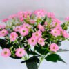 Artificial Flower 18*27cm MILAN BUSH*6 GS-41119010CONTI-P1