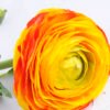 Artificial Flower Peony spray*2/real touch GS-44319005-O1