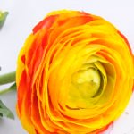 Artificial Flower Peony spray*2/real touch GS-44319005-O1