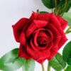 Artificial Flower 18*66CM Rose spray*3 GS-52219002-R2