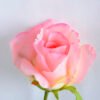 Artificial Flower 21*47CM Singel rose GS-35819005-P1
