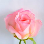 Artificial Flower 21*47CM Singel rose GS-35819005-P1