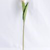 Artificial Flower 6*44CM Tulip GS-12819004-P1