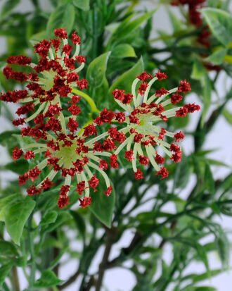 Artificial Flower 21*15*28CM mum bush*6 GS-45619020-R1 Flowers Bush YeahFlower is one of Chinese leading OEM manufacturers and exporters , supplying the silk flowers, wholesale artificial trees Artificial Flower 21*15*28CM mum bush*6 GS-45619020-R1