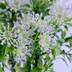 Artificial Flower 21*15*28CM mum bush*6 GS-45619020-Z2