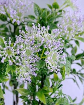 Artificial Flower 21*15*28CM mum bush*6 GS-45619020-Z2