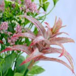 Artificial Flower 21*33.5cm succulent plants bush*6 GS-52819008