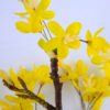 Artificial Flower 21*13*65CM winter jasmine(S) GS-40719005-Y1